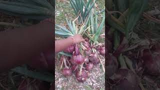 Tomatoes and Onion🧅🍅 harvest viralvideo gardenharvest vegetableharvesting satisfying [upl. by Aydni]