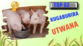 KUGABURIRA INGURUBE HAKURIKIJWE IBYICIRO UTWANA [upl. by Bolitho200]