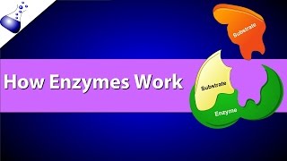 How Enzymes Work [upl. by Eula694]