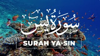 Best Surah Yasin Full Yaseen سورة يس  Tranquility Marvelous Beautiful Voice  QURAN ZIKR [upl. by Myrwyn]