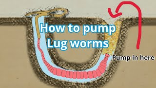 HOW TO PUMP LUGWORM IN 2 MINUTES  SEA FISHING 2023 howtouseabaitpump bait lugworm baitpump [upl. by Ecienal805]