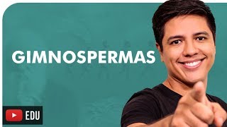 GIMNOSPERMAS  BOTÂNICA  Prof Kennedy Ramos [upl. by Nnahgaem]