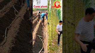 Sugarcane plantation and harvesting  satisfying  sugarcane  bamboo  amazing [upl. by Grayson]