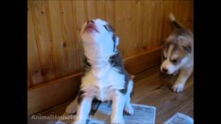 Husky Puppies Discover Howling [upl. by Aiam]