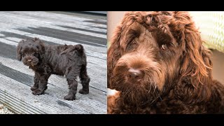 Labradoodle Puppy from 10Wks Old to 1 Year Old [upl. by Ainoda]