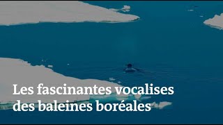 Les fascinantes vocalises des baleines boréales [upl. by Luann]