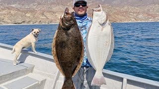 Pesca de LENGUADOS GIGANTES  Pesca en Isla de Cedros [upl. by Floro]