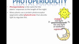 Photoperiodism IB Biology [upl. by Hceicjow]