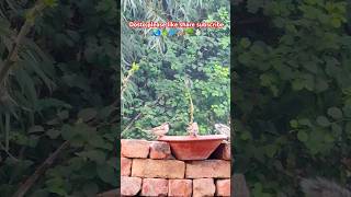 Sparrow nest । Sparrow house। Sparrow sound। Sparrow voice। Sparrow video shorts [upl. by Pincince950]