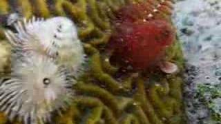 Christmas Tree Worms Retracting [upl. by Emrich]