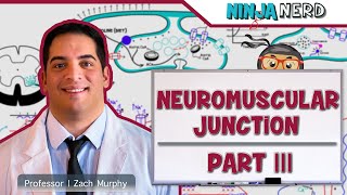 Musculoskeletal System  Neuromuscular Junction  Sliding Filament Theory Part 3 [upl. by Cameron]