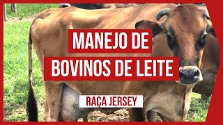 COMO FAZER O MANEJO CORRETO DE BOVINOS DE LEITE DA RAÇA JERSEY  PROJETO IRRIGADO [upl. by Aihtela]