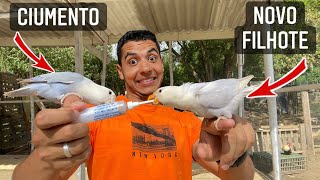 Novo Filhote de Agaporne  Aves Recriar [upl. by Lewanna]