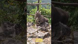 Cómo es Eravikulam Nacional Park de Kerala y las NILGIRI TAHR😍🤍EN EXTINCIÓN de INDIA [upl. by Gitel761]