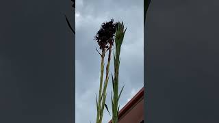 4 metres giant flowers of Gymea lily Doryanthes excelsa protected species [upl. by Eadmund592]