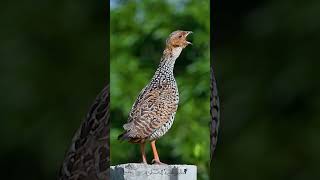 Painted Francolin [upl. by Caughey]