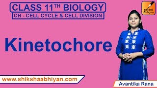 Kinetochore  CBSE Class 11 Biology [upl. by Atkinson254]