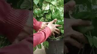 Ghar per Mani plant kaise lagaen Mani plant short YouTube short short video viral short [upl. by Dovev]