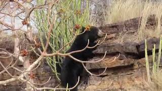 Rare Movement of Sloth Bear in Ranthambore [upl. by Sorvats]