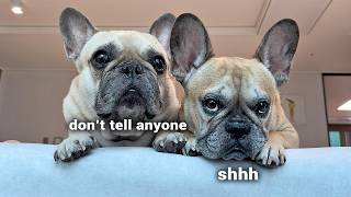 Things Nobody Tells You About Owning A French Bulldog [upl. by Micki377]