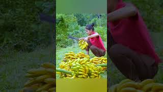 Harvesting Yellow Banana Fruit Goes To Market Sell  Linh Bushcraft harvest bushcraft banana [upl. by Krasnoff738]