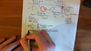 The Cystic Fibrosis Transmembrane Conductance Regulator [upl. by Bria503]