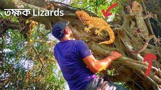 তক্ষক বা টক্কর যেন এক বিশাল চক্র  Tokay gecko Most expensive or Fake  Gecko Barking [upl. by Ines660]