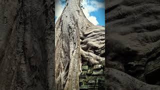 Tree Temple in Angkor Area travel ancienttemple history nature angkortempleguide [upl. by Nered]