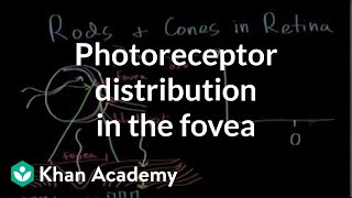 Photoreceptor distribution in the fovea  Processing the Environment  MCAT  Khan Academy [upl. by Chance865]