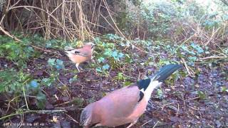 Denver WCT3004 trail camera THREE JAYS FIGHTING FOR FOOD [upl. by Eseenaj]