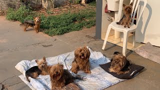 TOMANDO SOL PELA MANHÃ  YORKSHIRE TERRIER [upl. by Nesilla]