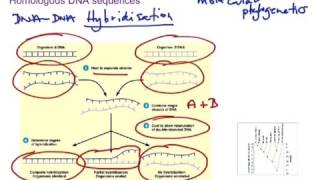 Homologous DNA Sequences [upl. by Ynez]