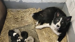 Sheepdog Training  Bobby Babysitting his first pups [upl. by Haibot604]