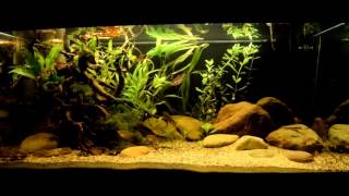 360L Aquarium Asian Biotope Borneo  Sumatra [upl. by Adnihc229]