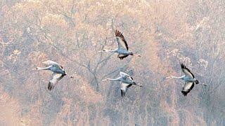 이 겨울 철새보러 가실래요ㅣ철원 우포늪과 주남저수지 전남 국가정원 [upl. by Atenek]