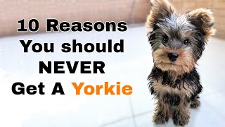 Why you Shouldnt get a Yorkie 10 Reasons [upl. by Annodahs]