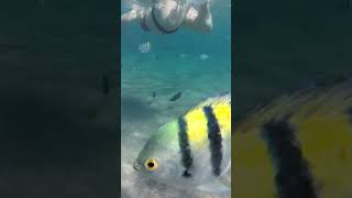 Snorkeling in Sharm El Sheikh Hotel Barcelo Tiran beach [upl. by Ragse]