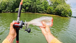 4 Hours of RAW and UNCUT Kayak Catfishing  Anchor Fishing with Cut Bait on Chickamauga Reservoir [upl. by Avin622]