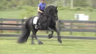 FRIESIAN STALLION quotLeave you Breathlessquot [upl. by Abeu]