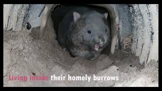 Wombats of Bundanoon Official Video [upl. by Annoirb]