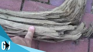 378 How to Find Driftwood in a Lake  Update Monday [upl. by Cirdec]