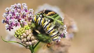 Plant Profile Narrow Leaf Milkweed [upl. by Ainitsirk]