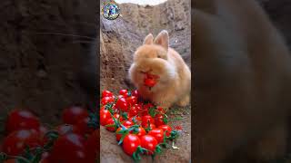 Trying My Favorite Tomato and rabbit trending vairalshort rabbits tomato varl calip [upl. by Wagoner]