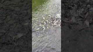 The fish are eating fish fishing shortsviral [upl. by Anaillil974]