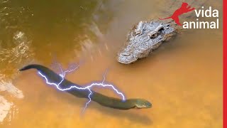 PEIXE ELÉTRICO MATA JACARÉ COM MAIS DE 600 VOLTS  VIDA ANIMAL [upl. by Nerty]