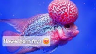 flowerhorn frys available minimum order 100pc😀Chennai bettas [upl. by Kcire]