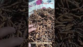 Cordyceps Sinensis Worlds Expensive Mushroom [upl. by Suzetta]