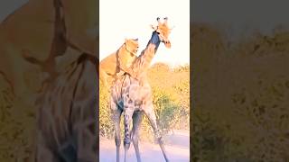 Lioness Attack on Giraffe  lioness VS giraffe  lion hunting giraffe wildlife animals giraffe [upl. by Erine]