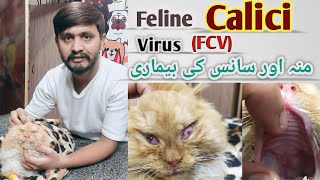 Outbreak  Dr Waqas Discusses Feline CaliciVirus FCV PkVetCare  symptoms Diagnosis Treatment [upl. by Seraphina179]