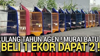 ULTAH KE 4  REZEKI BURUNG MURAI MURAH MERIAH GACOR BELI 1 DAPAT 2 EKOR BURUNG [upl. by Archibaldo]